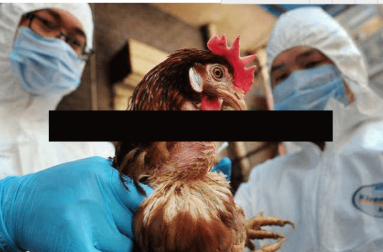 【h7n9最新消息,h7n9百度百科】-第3张图片